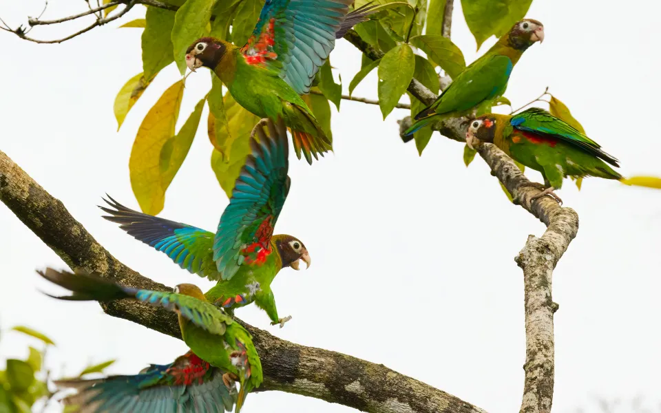 Verzekering stage Brazilie