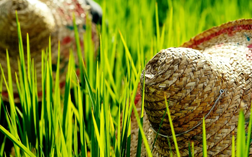 Verzekering stage Maleisie